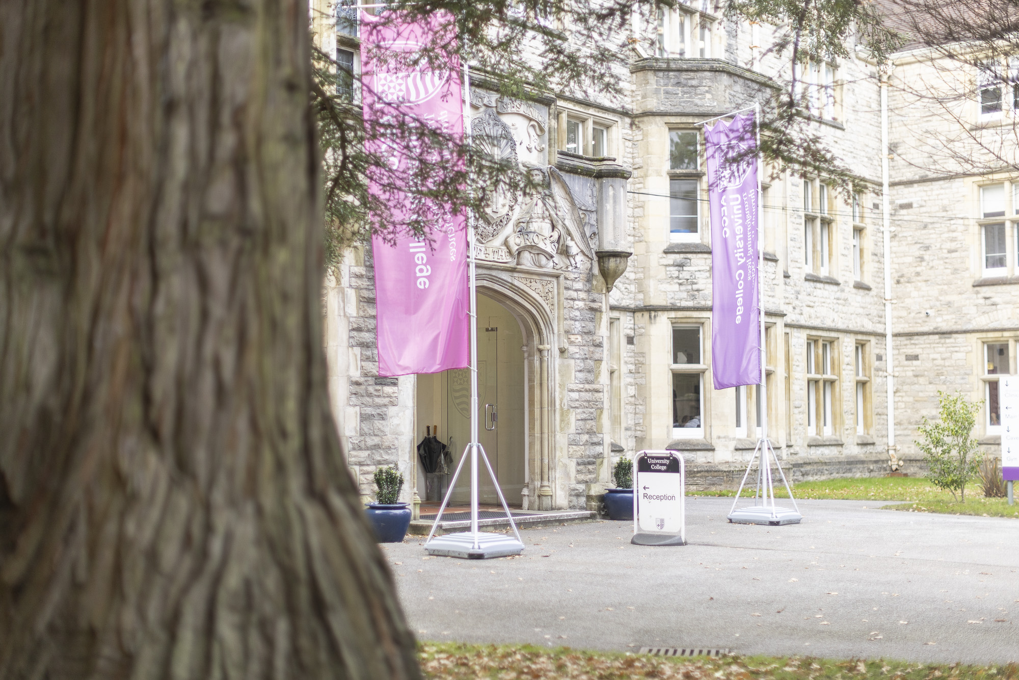 A Tree next to the AECC Main Building