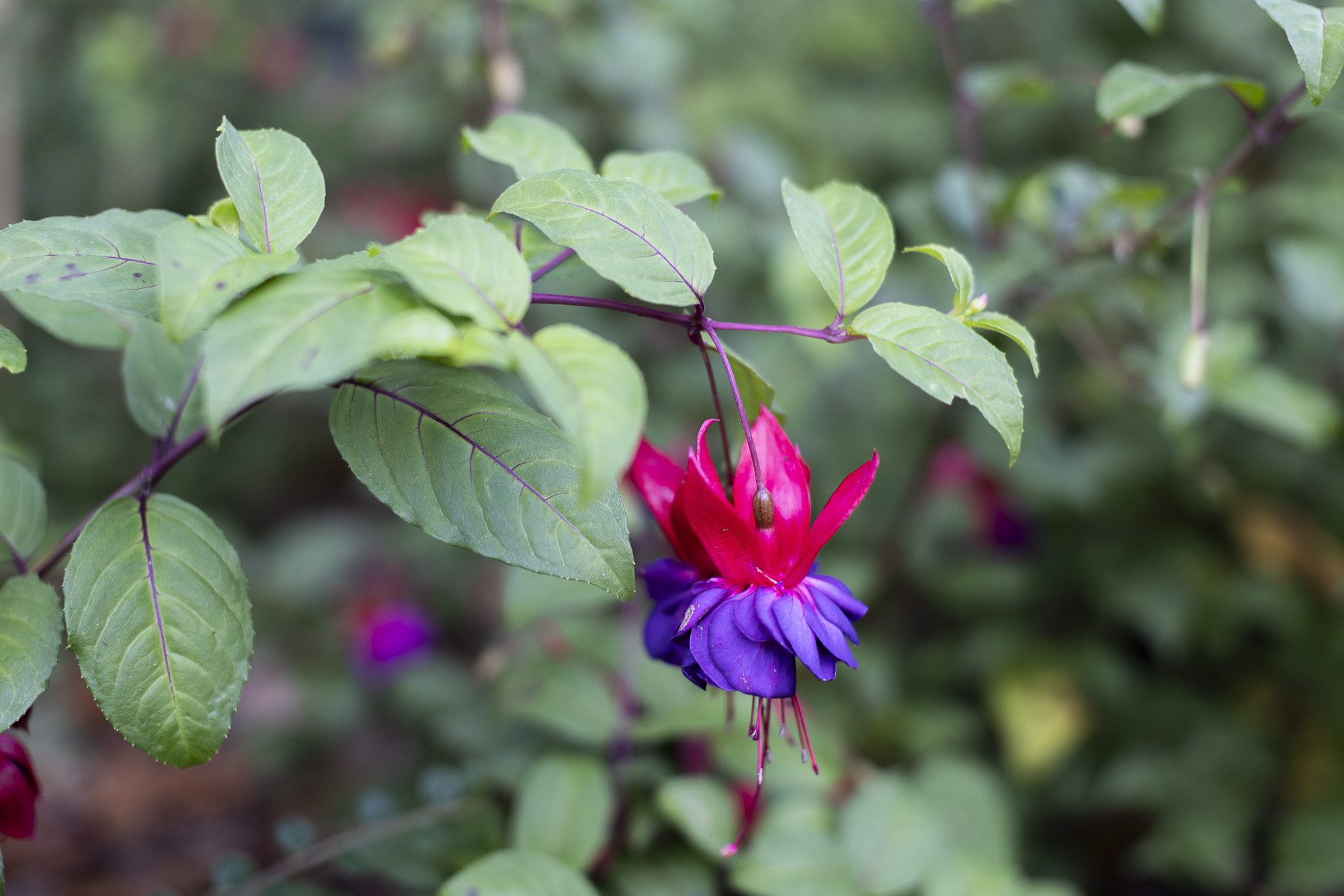 Flower on campus