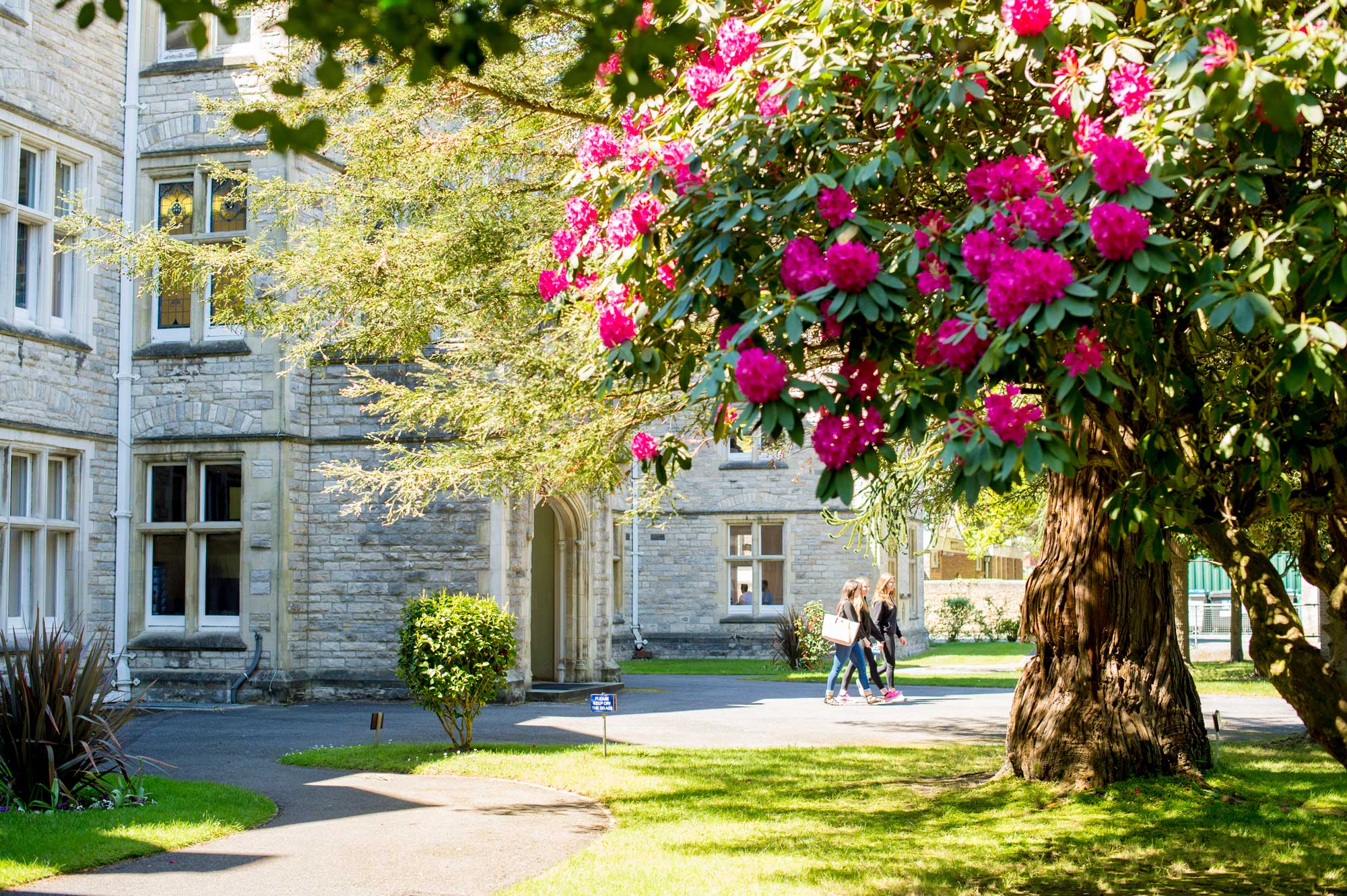 Trees outside of the main campus building