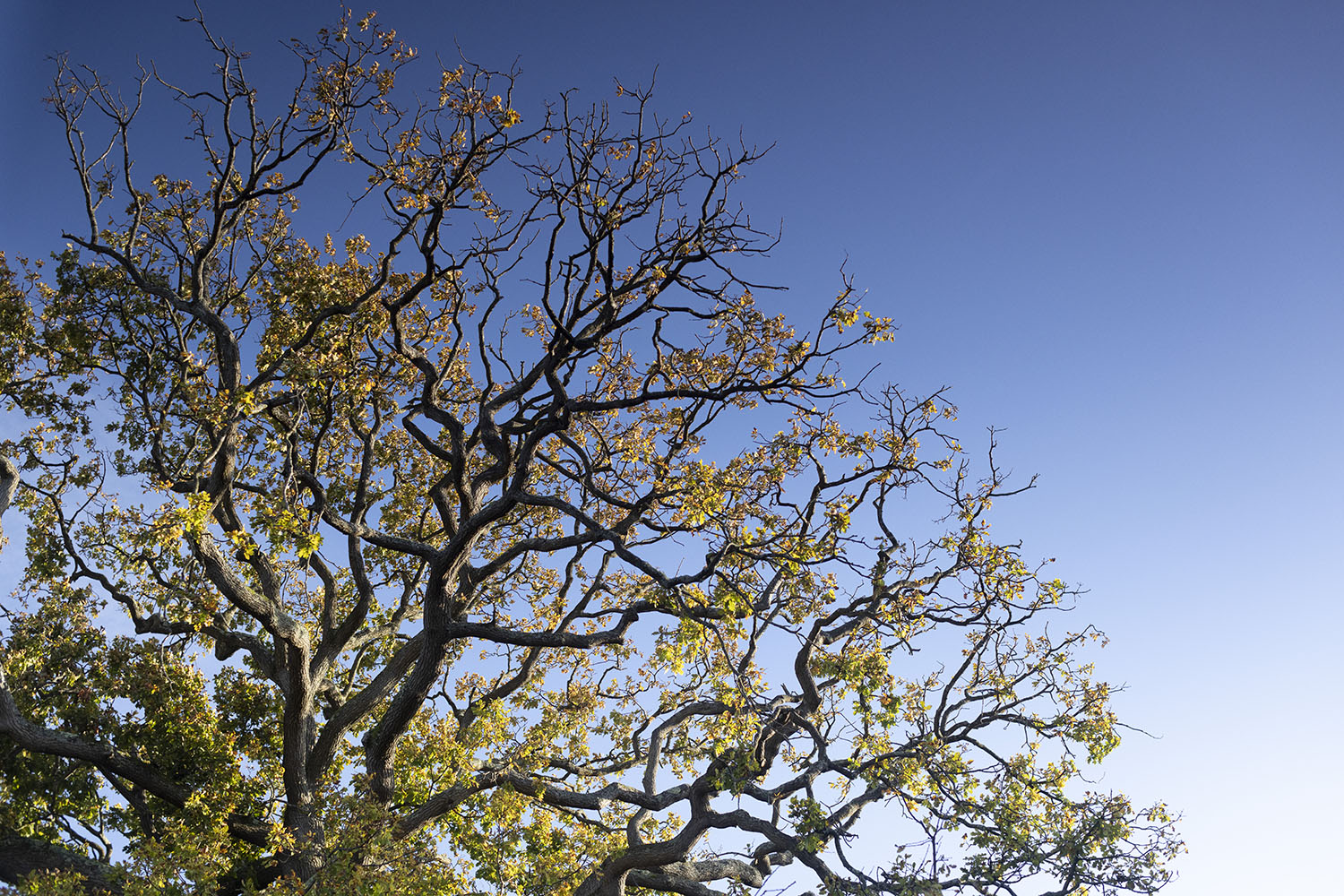 Tree outside Health Sciences University Bournemouth